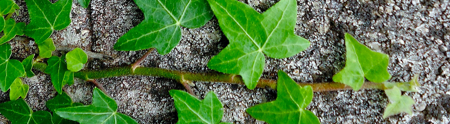 ivy